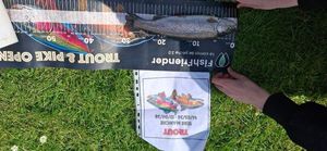 Rainbow Trout