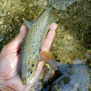 Brown Trout