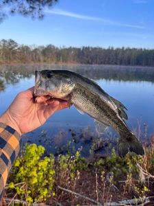 Largemouth Bass