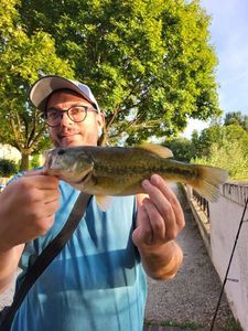 Largemouth Bass