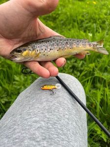 Brown Trout