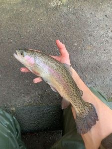 Rainbow Trout