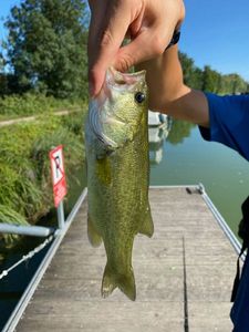 Largemouth Bass