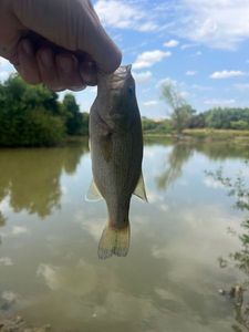 Largemouth Bass