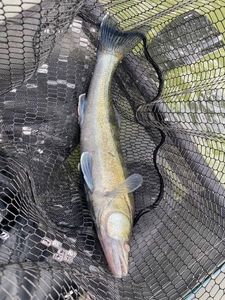 Zander