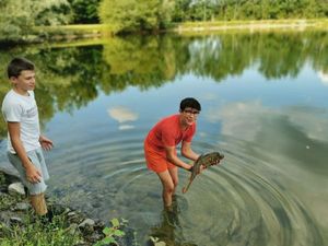 Mirror Carp