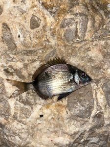 White Seabream