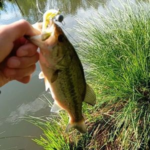 Largemouth Bass