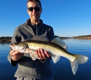 Zander