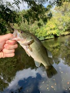 Largemouth Bass