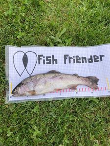 Rainbow Trout