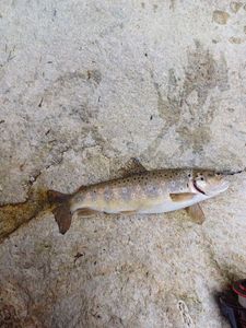 Brown Trout