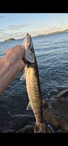 Great Barracuda