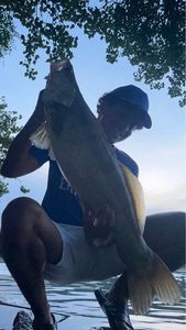 Zander