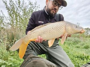 Common Carp