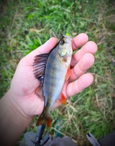 European Perch