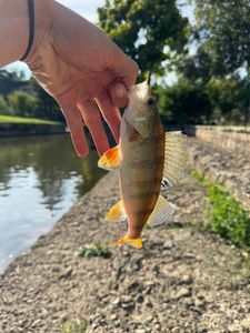 European Perch