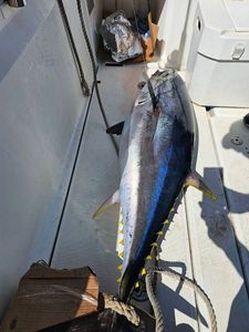 Bluefin Tuna