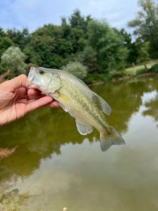 Largemouth Bass