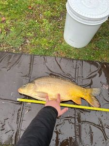 Leather Carp