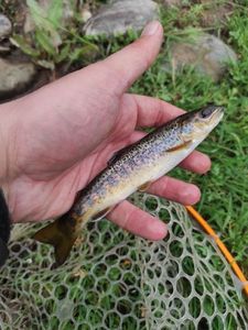 Brown Trout