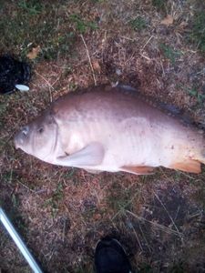 Leather Carp
