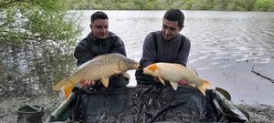 Common Carp