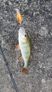 European Perch
