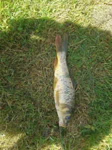 Common Carp