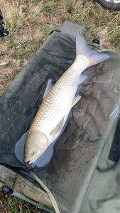 Grass Carp