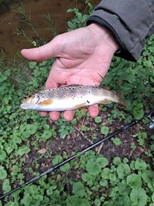 Brown Trout
