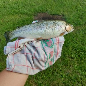 Cutthroat Trout