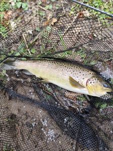 Brown Trout