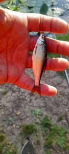 Roach