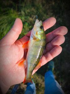 European Perch