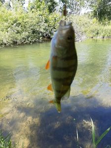 European Perch