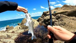 European Bass (Seabass)