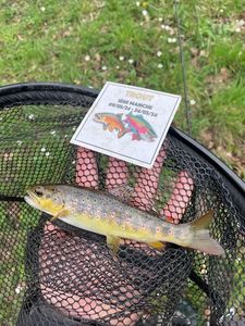 Brown Trout
