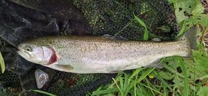 Rainbow Trout