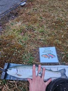 Rainbow Trout