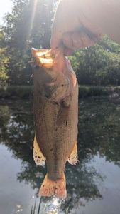 Largemouth Bass