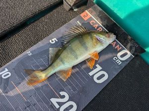 European Perch