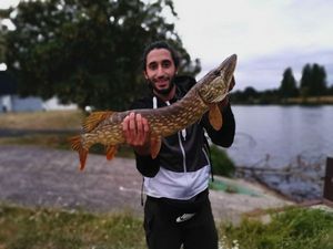 Northern Pike