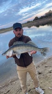 Zander