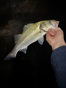European Bass (Seabass)