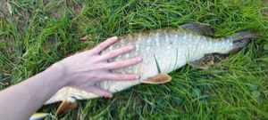Northern Pike