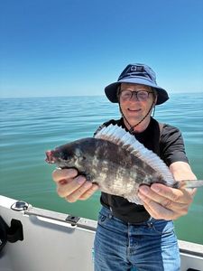Black Seabream