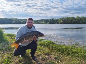 Common Carp