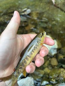 Brown Trout