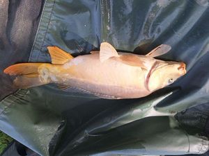 Mirror Carp
